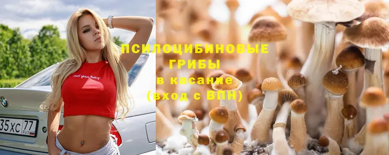 Галлюциногенные грибы Cubensis  Пермь 